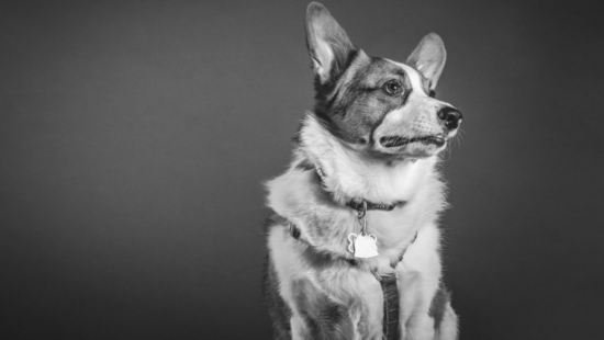 Stop the Yulin Dog Meat Festival in China Permanently!