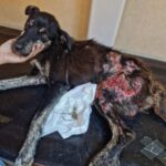 infiintarea politiei animalelor in romania