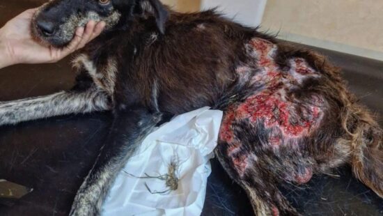 infiintarea politiei animalelor in romania