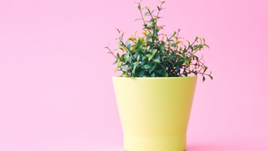 Demand that the UN intervene in Syria and stop the violence