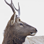 أخبر Loblaws لضمان عدم تعذيب الحيوانات في سلسلة التوريد الخاصة بها