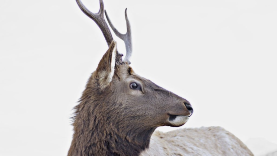 Tell Loblaws to Ensure Animals Aren’t Tortured in Its Supply Chain